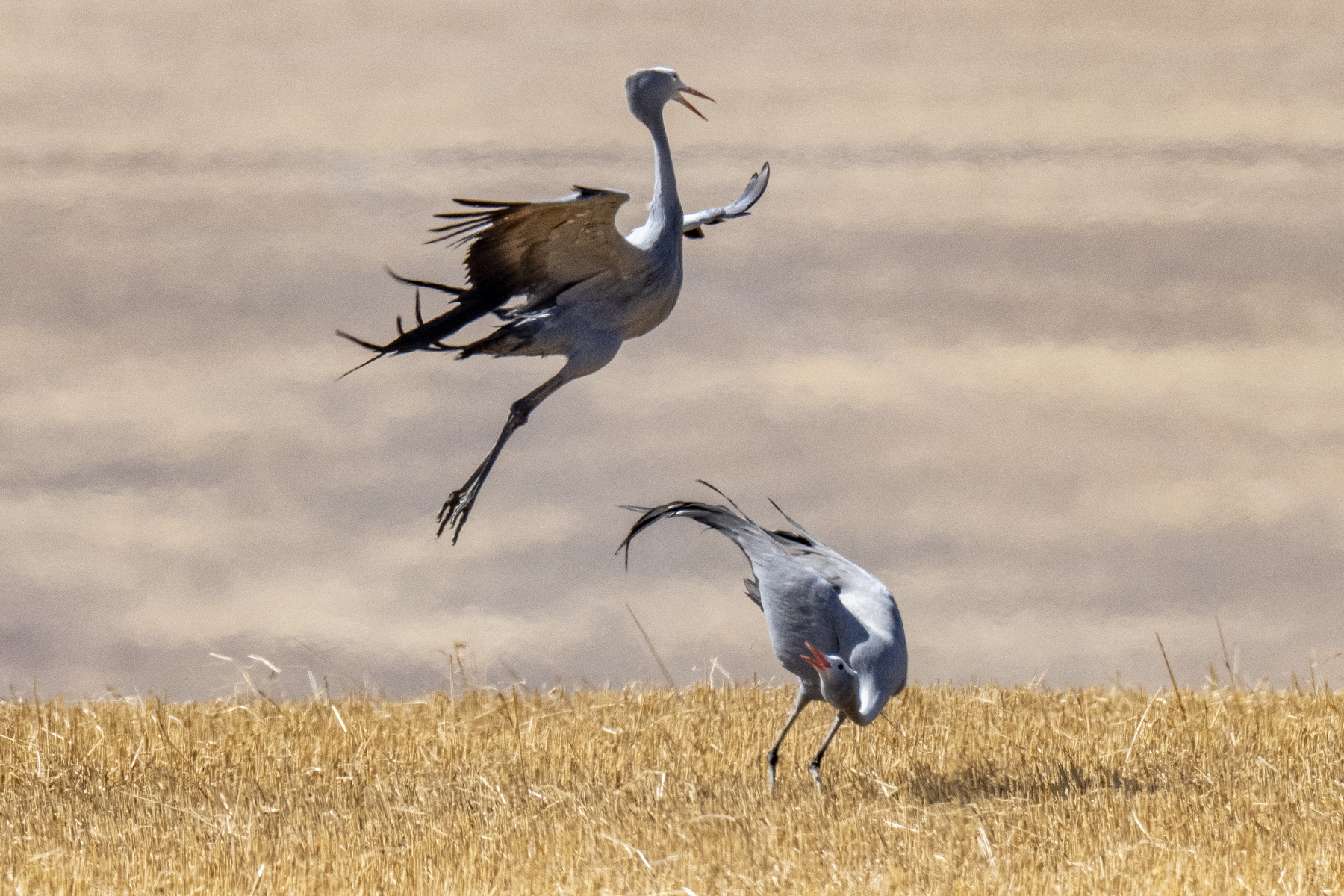 Blue Cranes dancing (image by Mark Beaman)