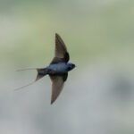 The endangered Blue Swallow (image by Mark Beaman)