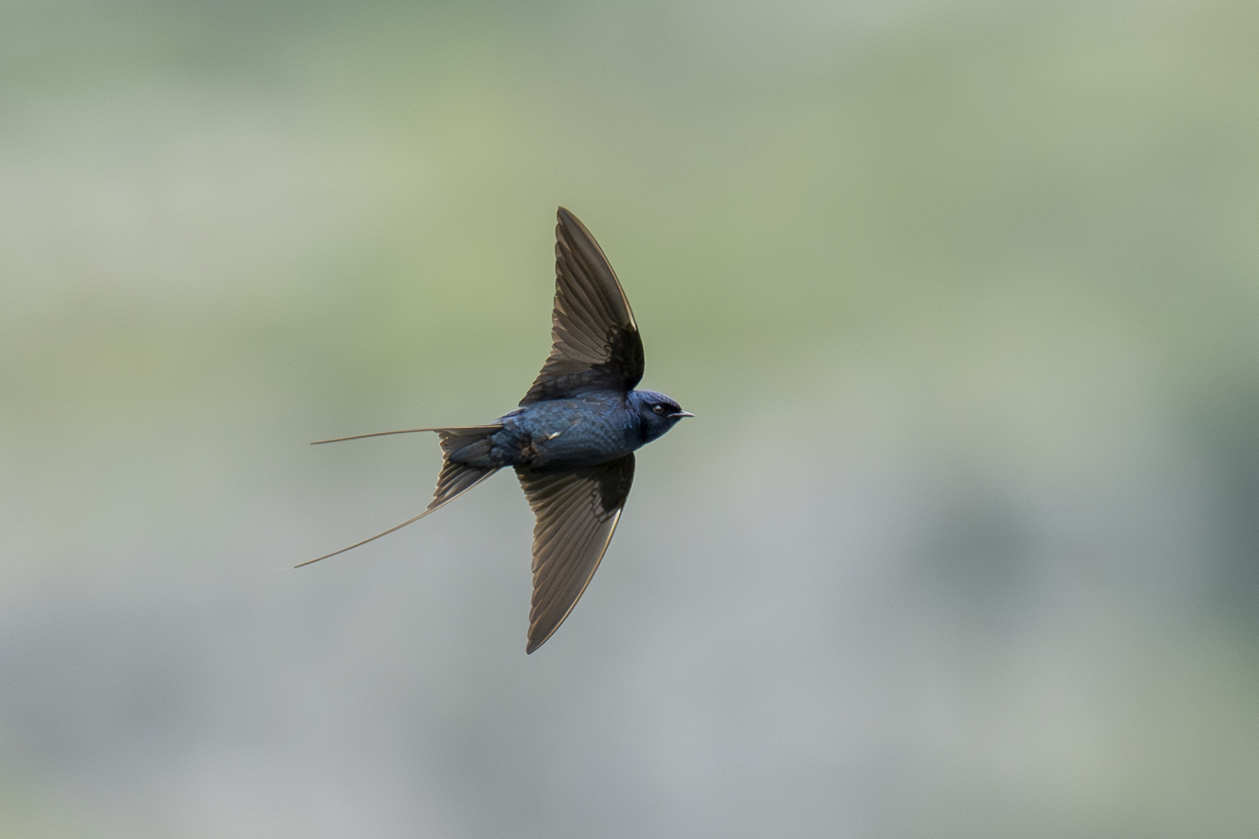 The endangered Blue Swallow (image by Mark Beaman)