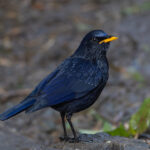 Blue Whistling Thrush (image by Mike Watson)