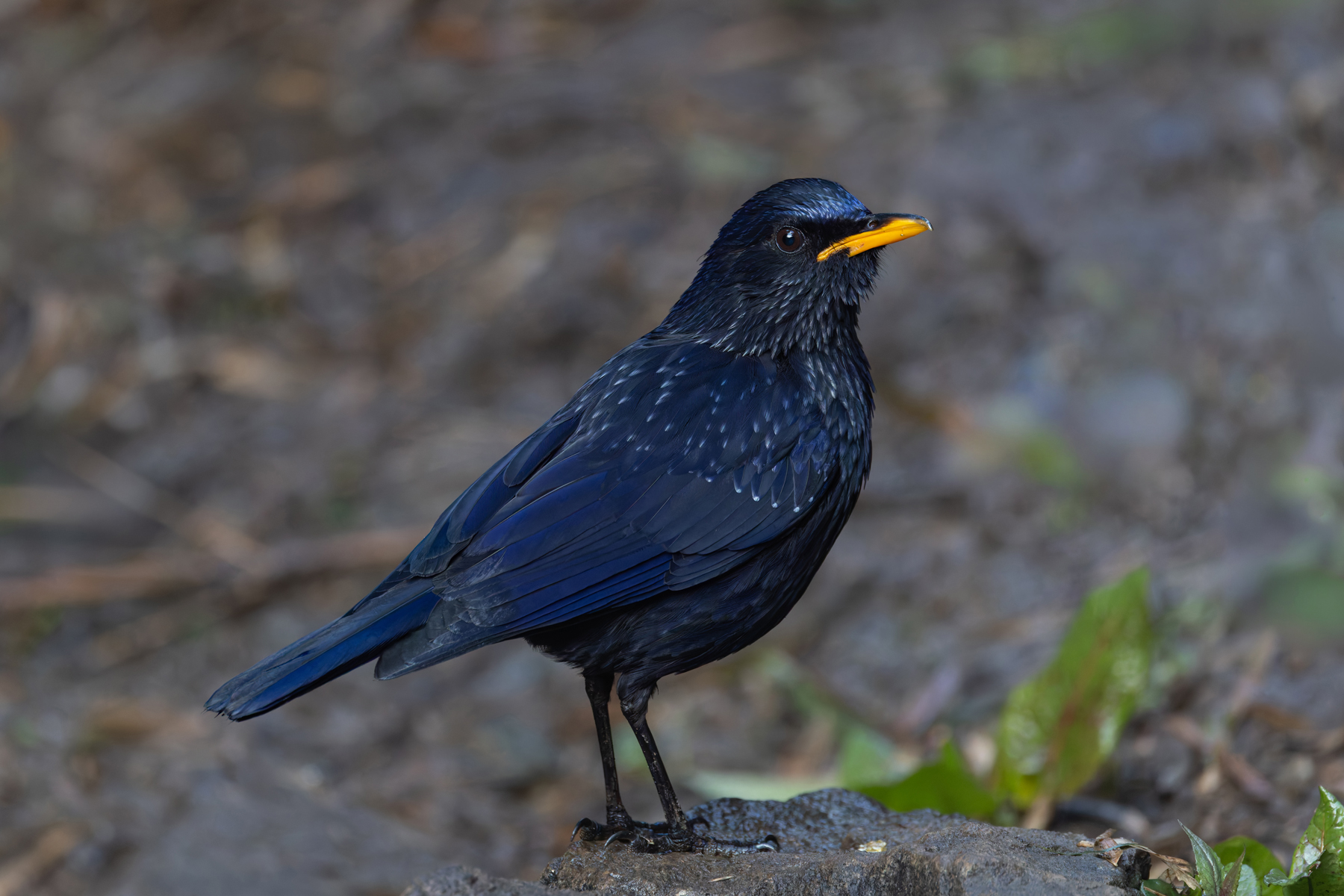 Blue Whistling Thrush (image by Mike Watson)