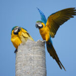 Blue-and-yellow Macaws (image by Leo Garrigues)