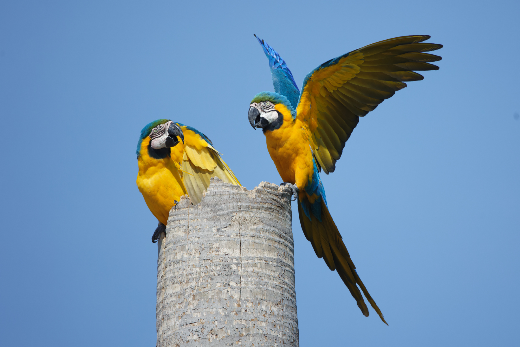 Blue-and-yellow Macaws (image by Leo Garrigues)