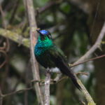 Blue-capped Puffleg (image by Leo Garrigues)