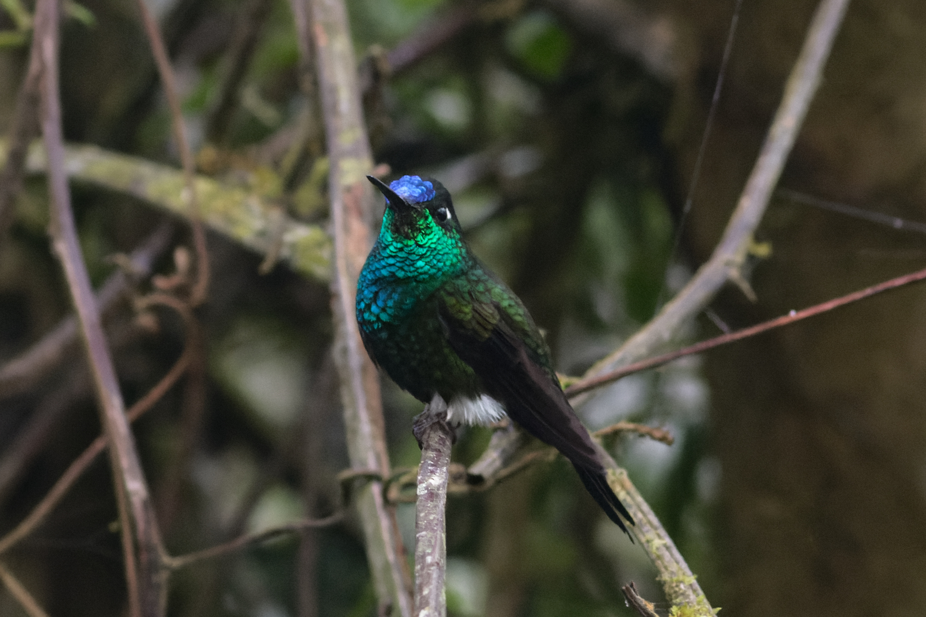 Blue-capped Puffleg (image by Leo Garrigues)