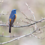 Blue fronted Redstart (image by Mike Watson)