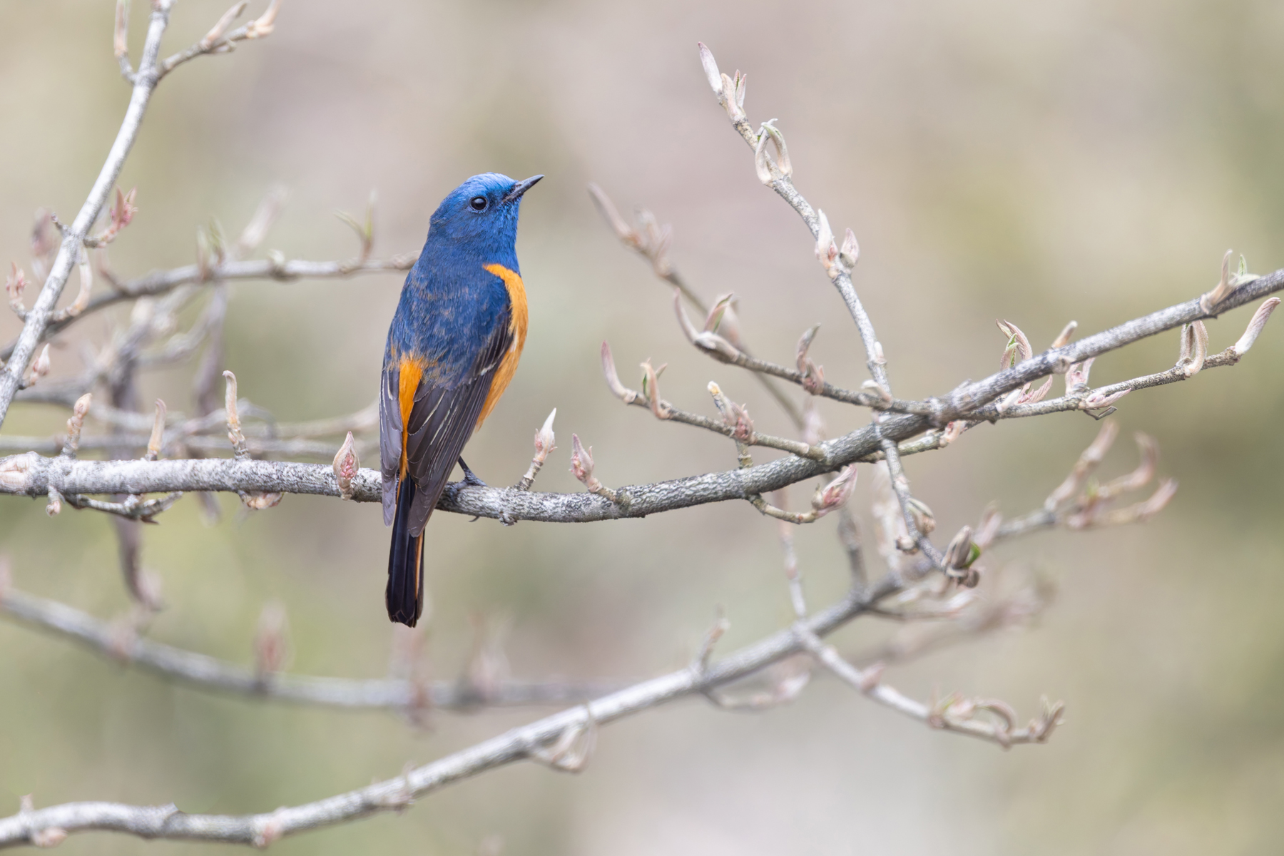 Blue fronted Redstart (image by Mike Watson)