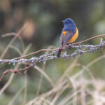 Blue-fronted Redstart (image by Mike Watson)