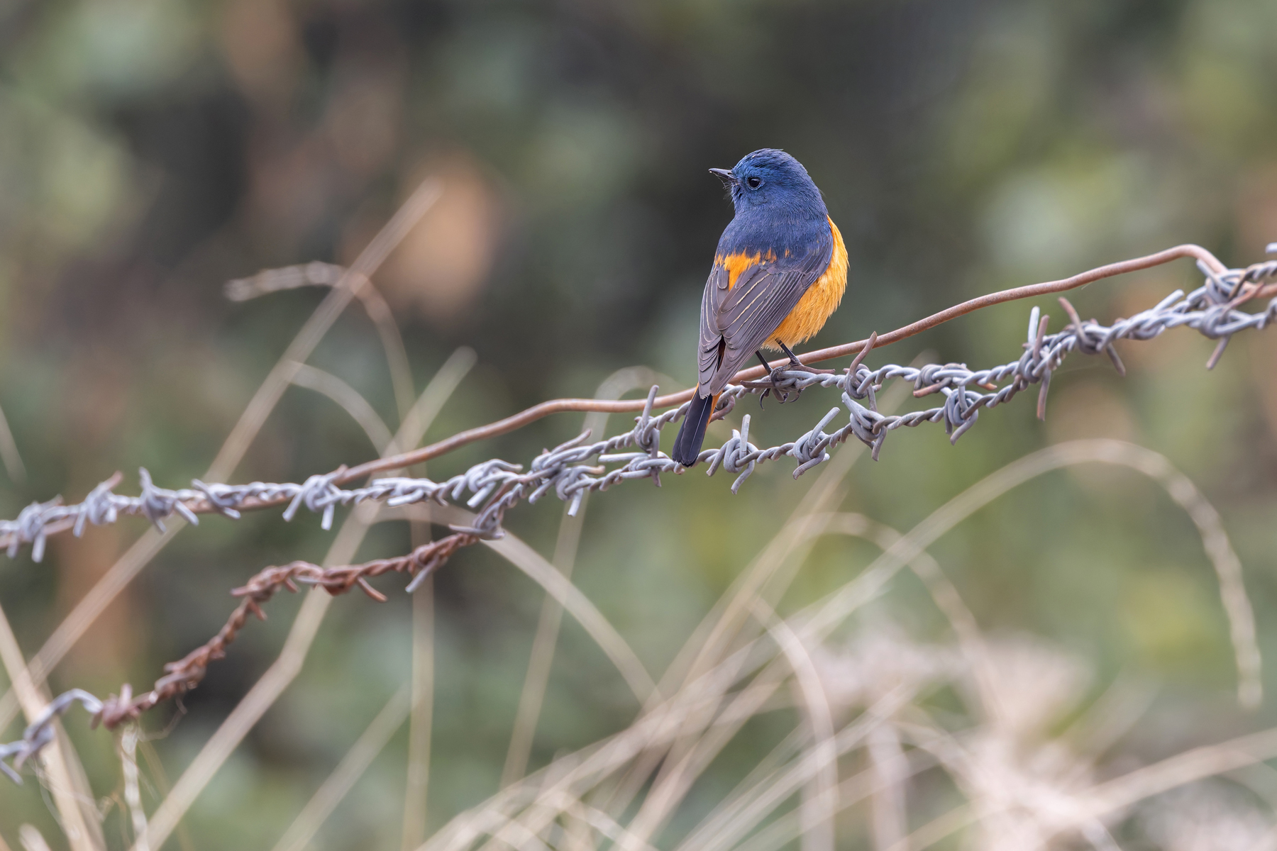 Blue-fronted Redstart (image by Mike Watson)