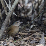 Blue-rumped Pitta (image by Dani Balla)