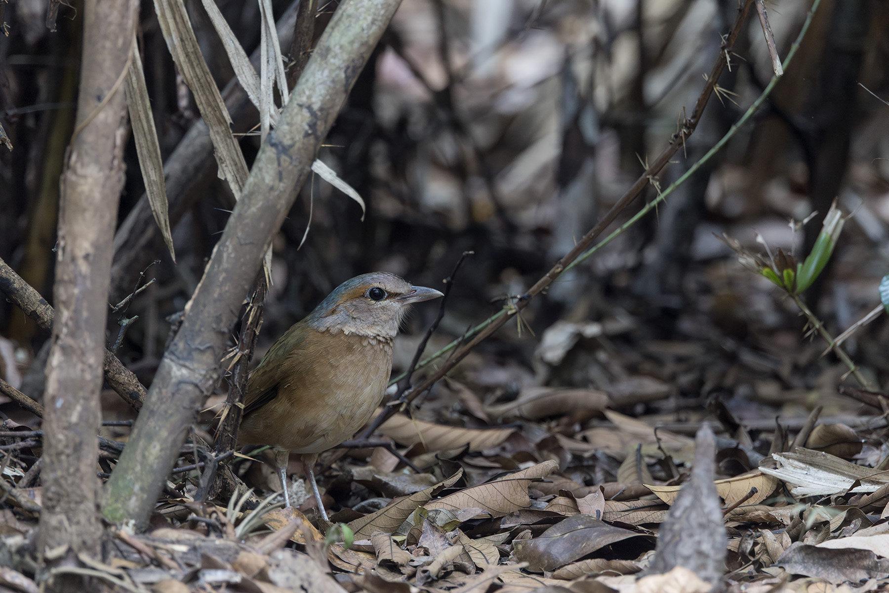 Blue-rumped Pitta (image by Dani Balla)