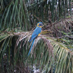 Blue-throated Macaw (image by Leo Garrigues)