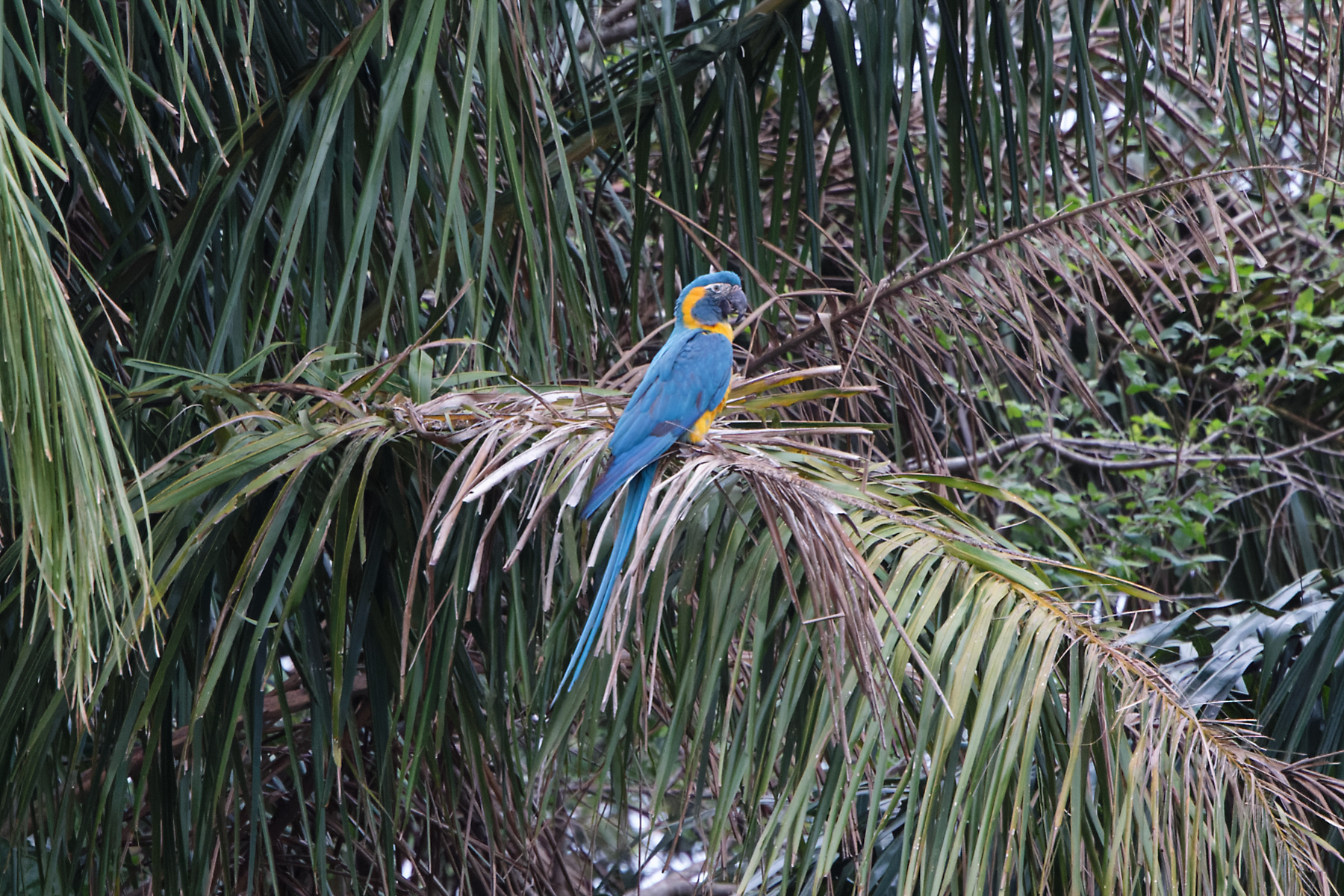 Blue-throated Macaw (image by Leo Garrigues)