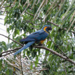 Blue-throated Macaw (image by Leo Garrigues)