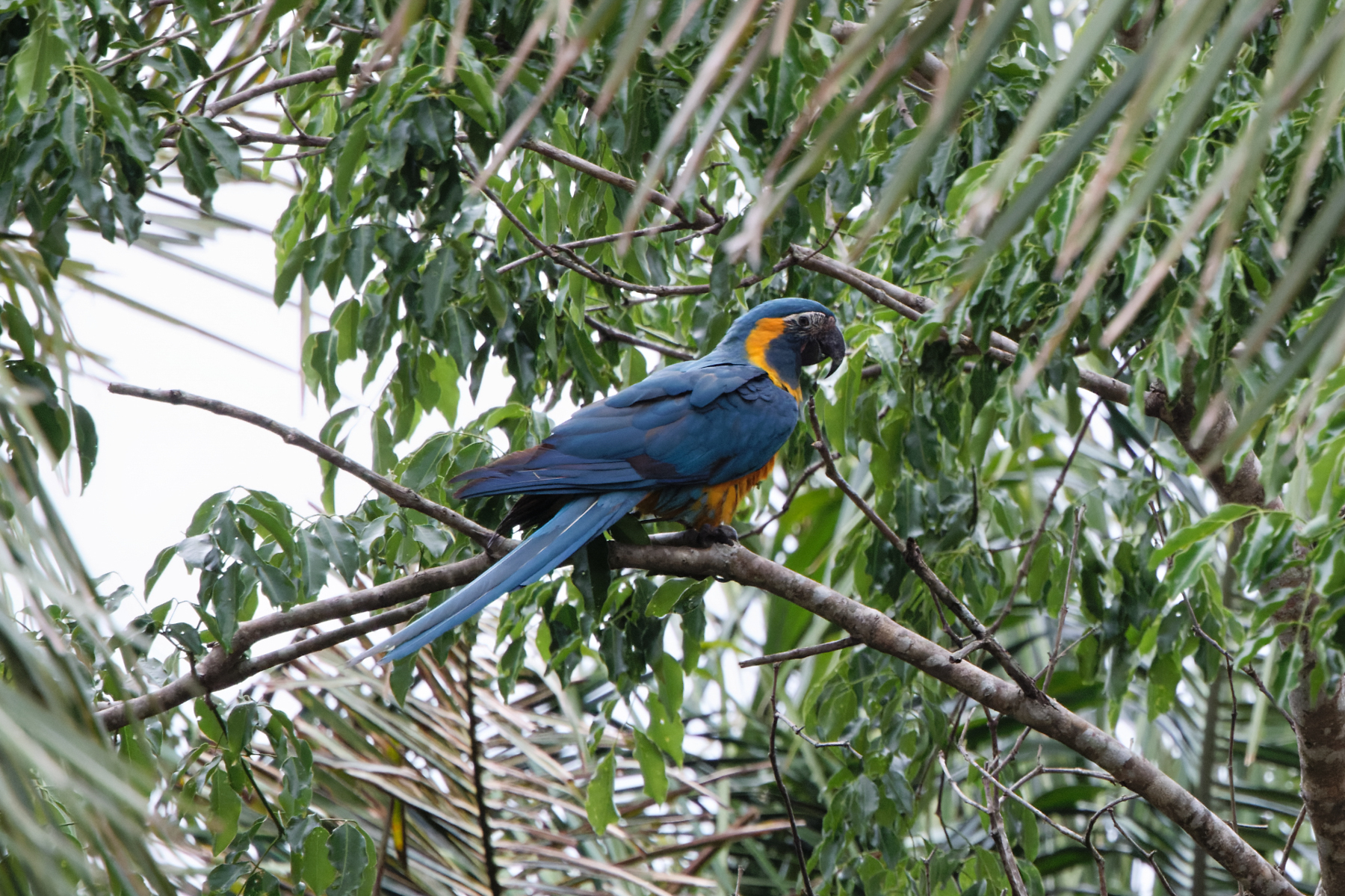 Blue-throated Macaw (image by Leo Garrigues)