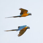 Blue-throated Macaws (image by Leo Garrigues)