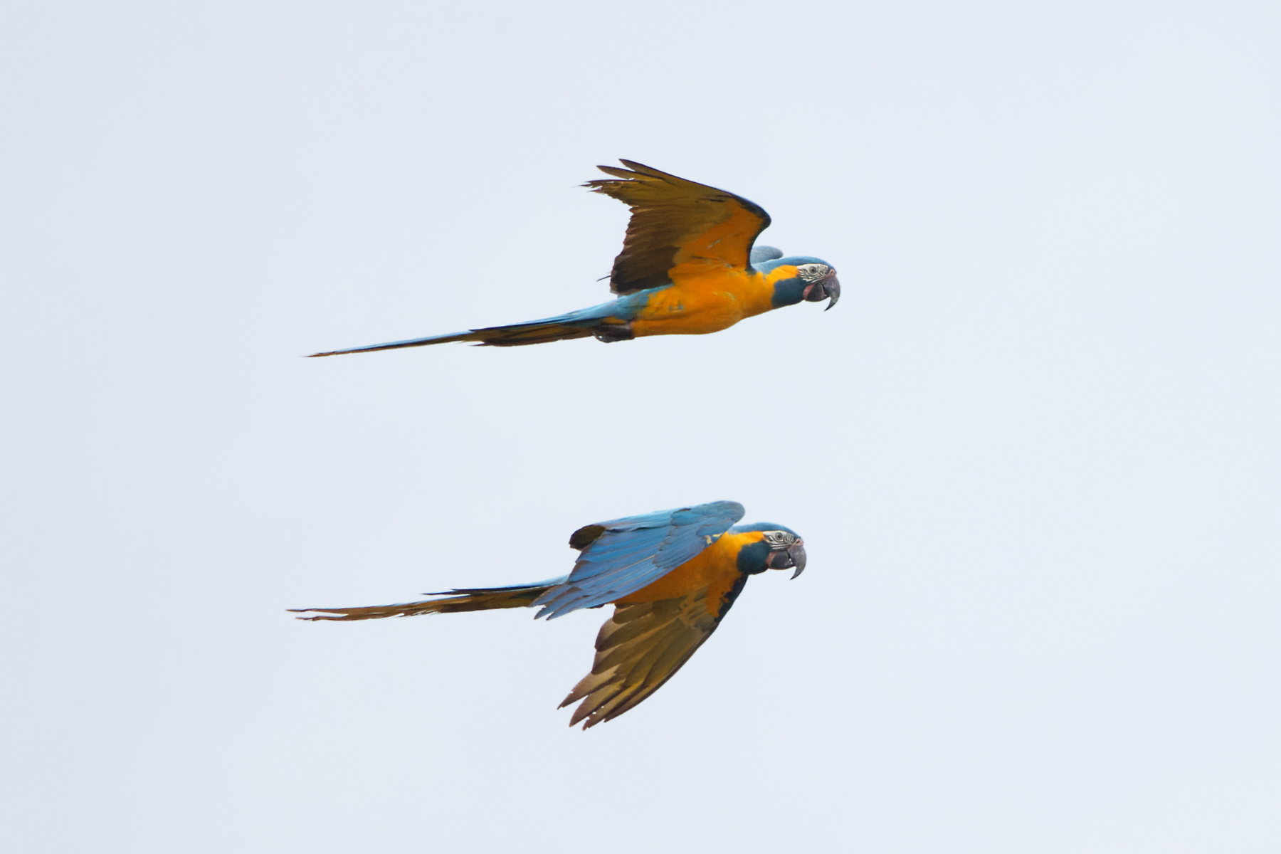 Blue-throated Macaws (image by Leo Garrigues)