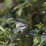 Blue-winged Minla (image by Dani Balla)