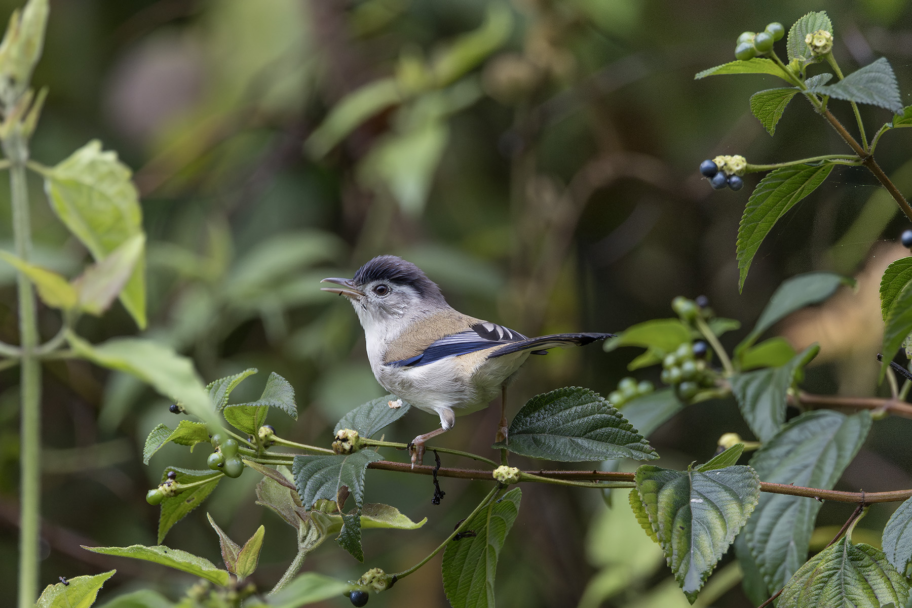 Blue-winged Minla (image by Dani Balla)