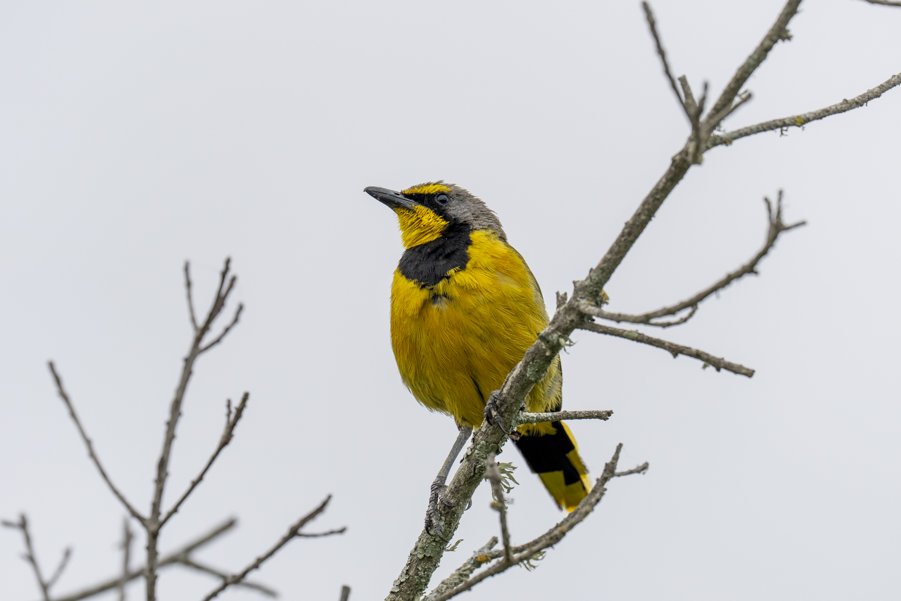 Bokmakierie (image by Mark Beaman)