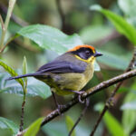 Bolivian Brushfinch (image by Leo Garrigues)
