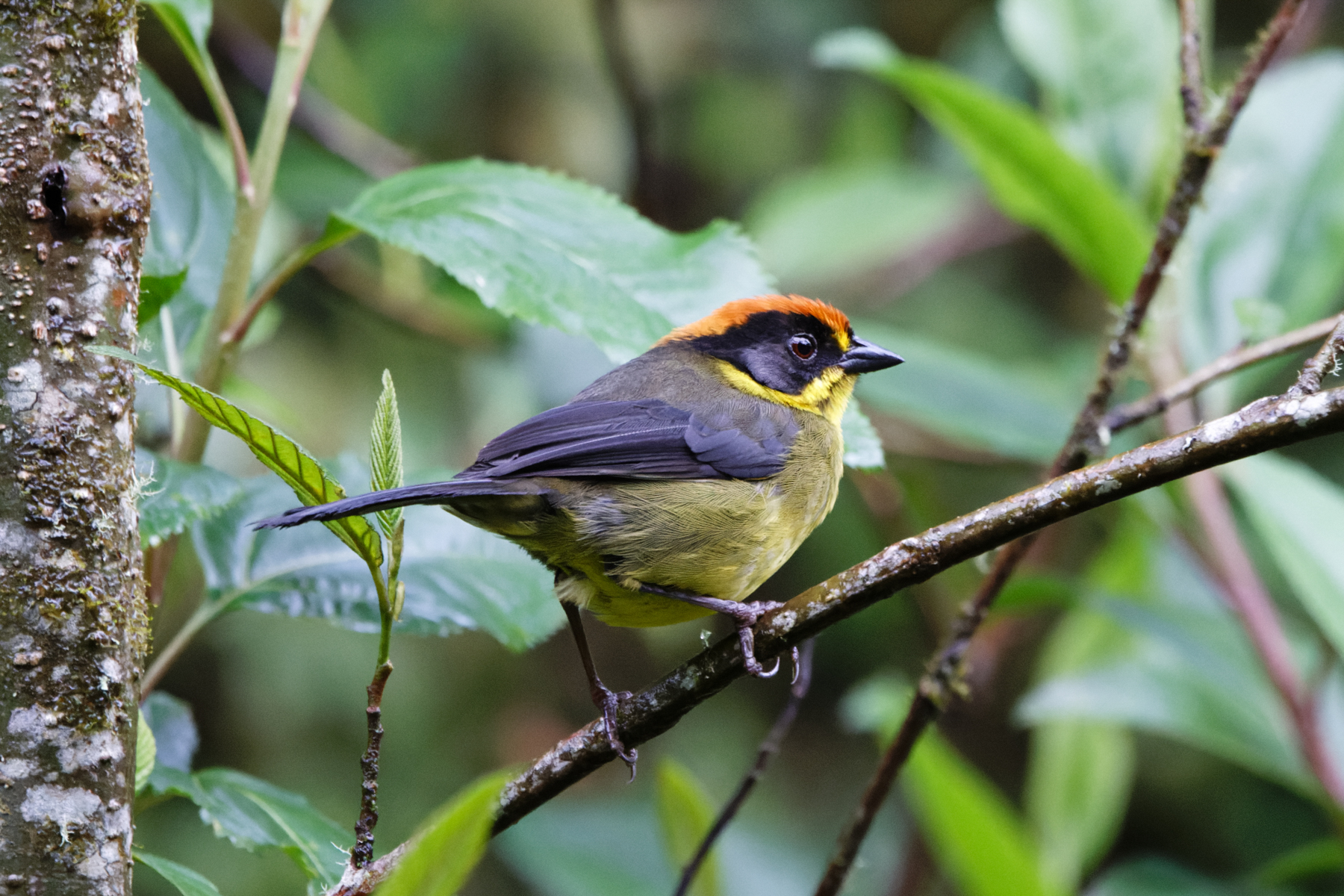 Bolivian Brushfinch (image by Leo Garrigues)