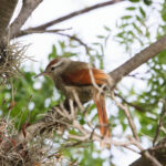Bolivian Spinetail (image by Leo Garrigues)