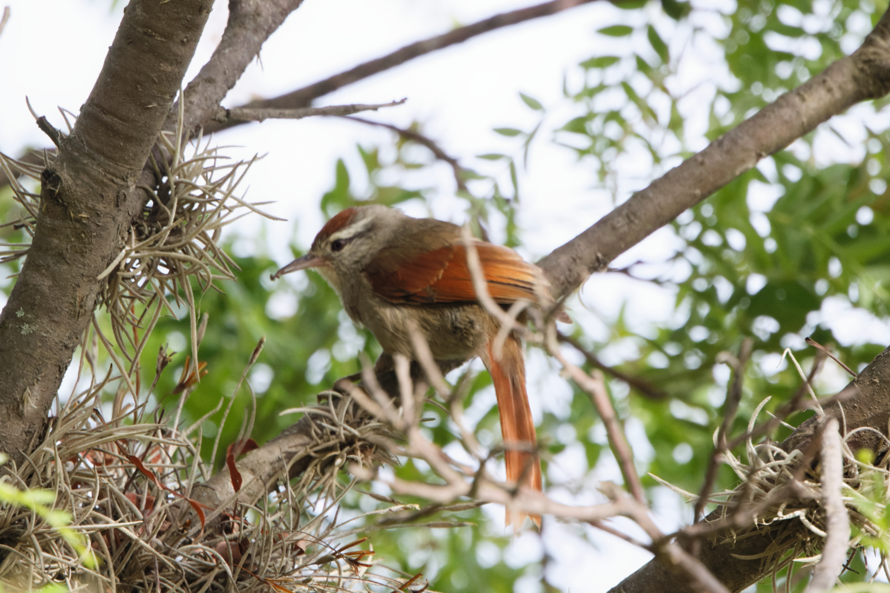 Bolivian Spinetail (image by Leo Garrigues)