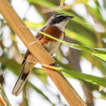 Bolivian Warbling Finch (image by Gina Lloyd)
