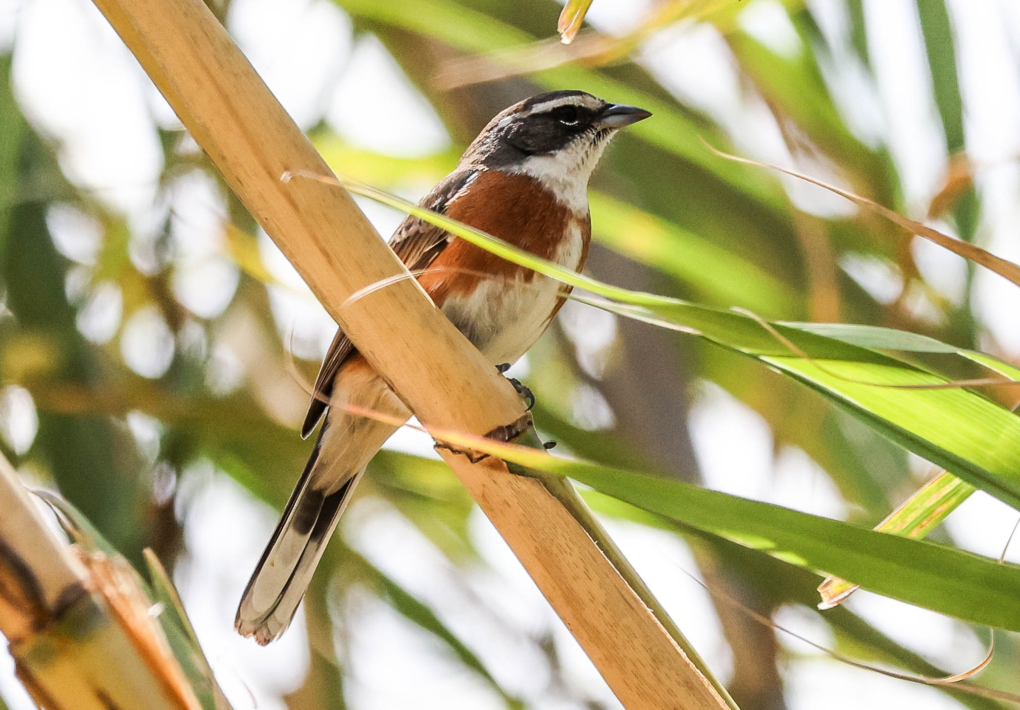 Bolivian Warbling Finch (image by Gina Lloyd)