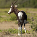 Bontebok (image by Mark Beaman)