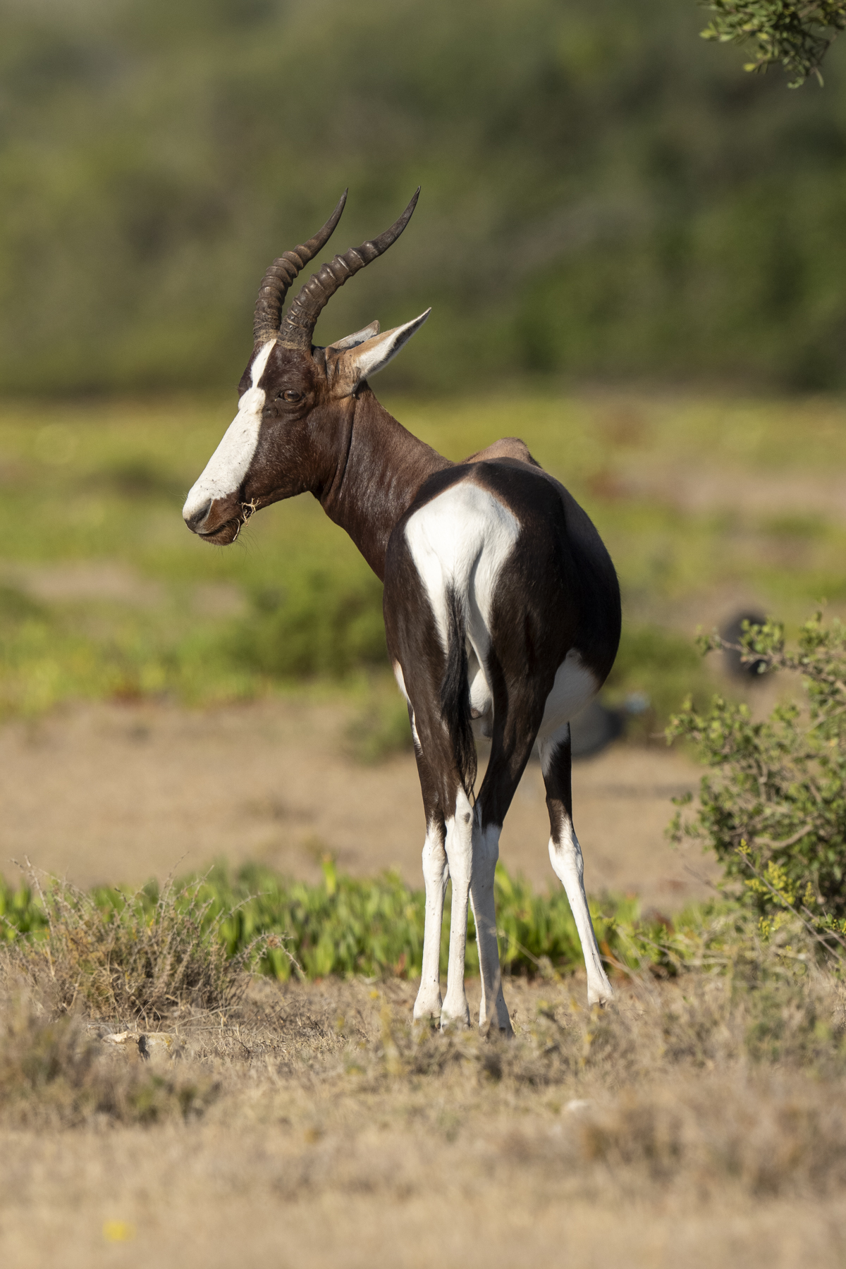 Bontebok (image by Mark Beaman)