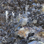 Boulder FInch (image by Leo Garrigues)
