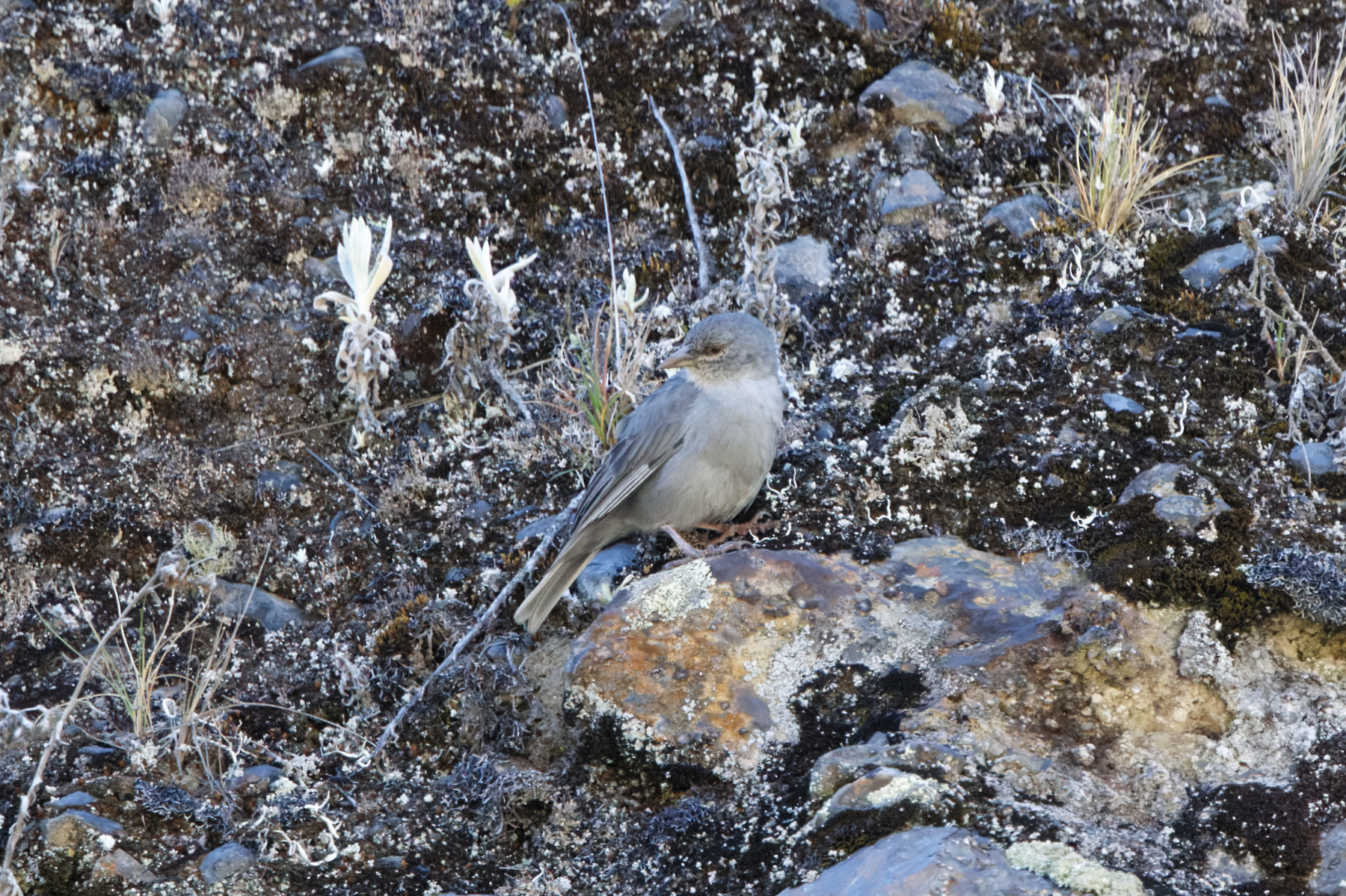 Boulder FInch (image by Leo Garrigues)