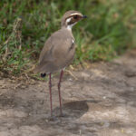 Bronze-winged Courser (image by Nik Borrow)