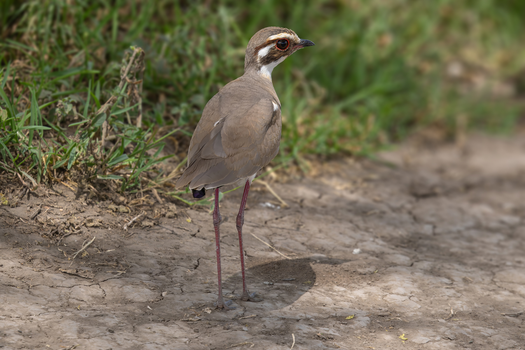 Bronze-winged Courser (image by Nik Borrow)
