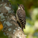 Brown-backed Woodpecker (image by Nik Borrow)
