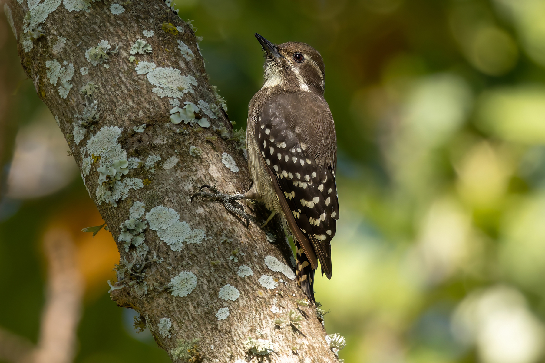 Brown-backed Woodpecker (image by Nik Borrow)