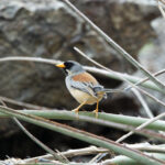 Buff-bridled Inca Finch (image by Leo Garrigues)