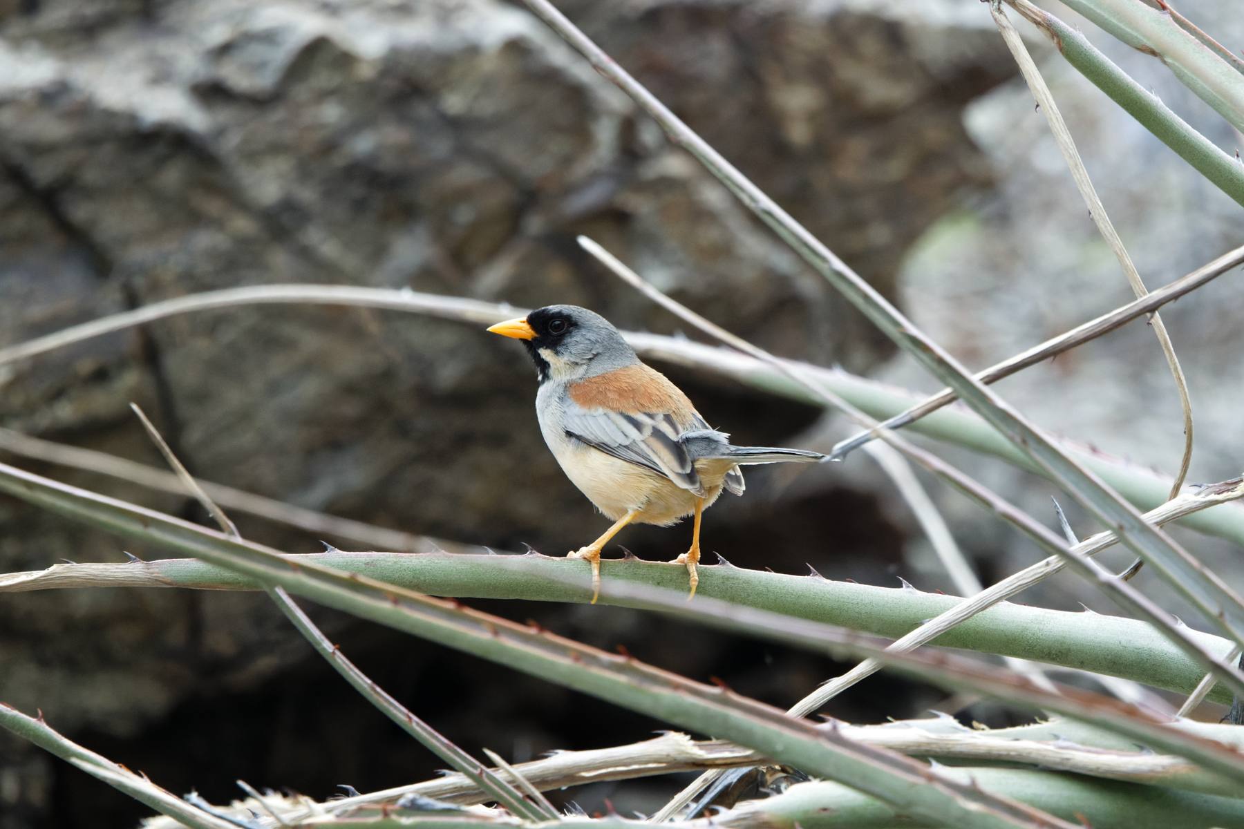Buff-bridled Inca Finch (image by Leo Garrigues)