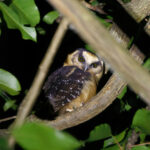 Buff-fronted Owl (image by Leo Garrigues)