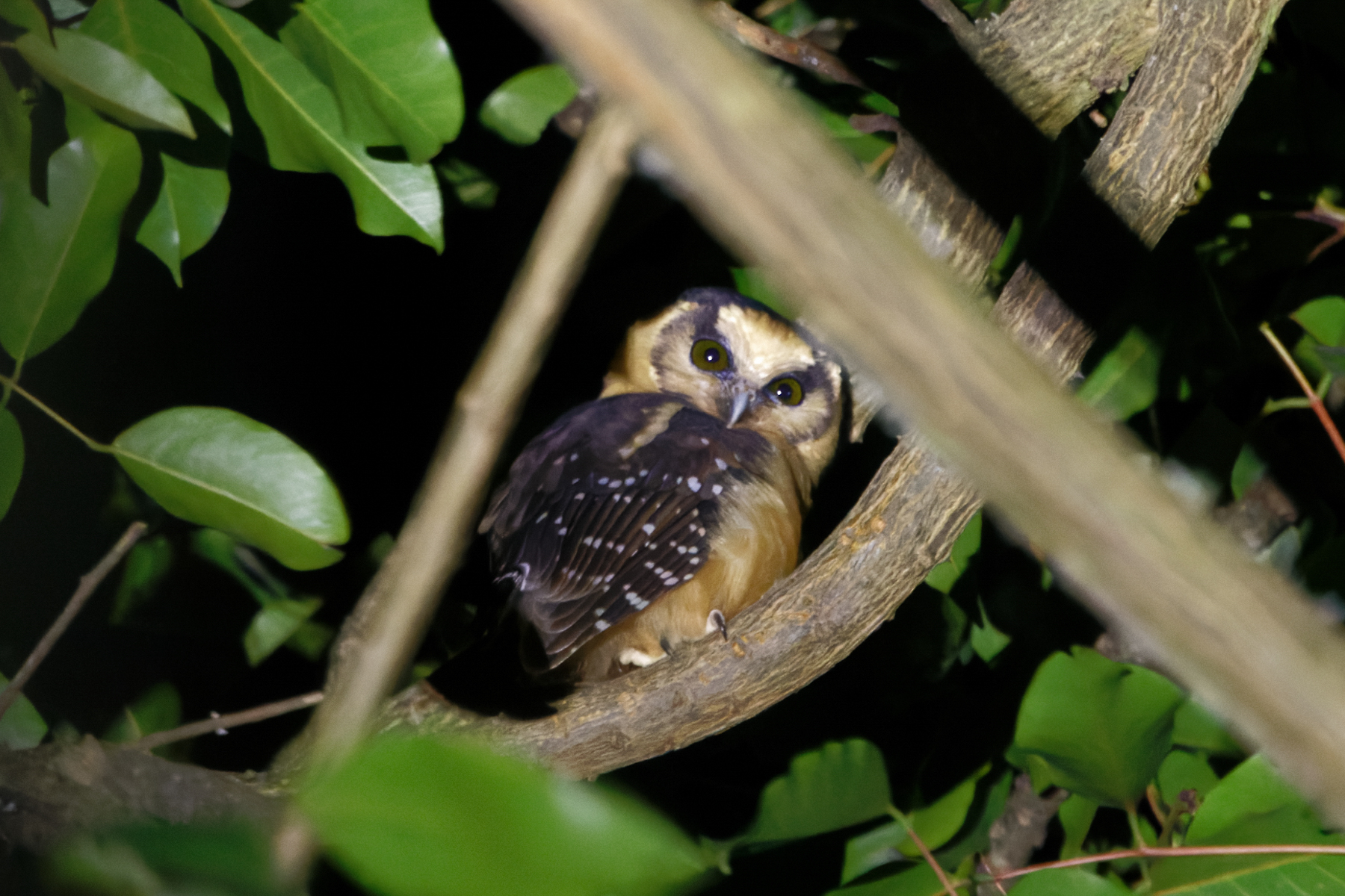 Buff-fronted Owl (image by Leo Garrigues)