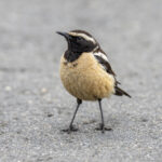 Buff-streaked Chat male (image by Mark Beaman)