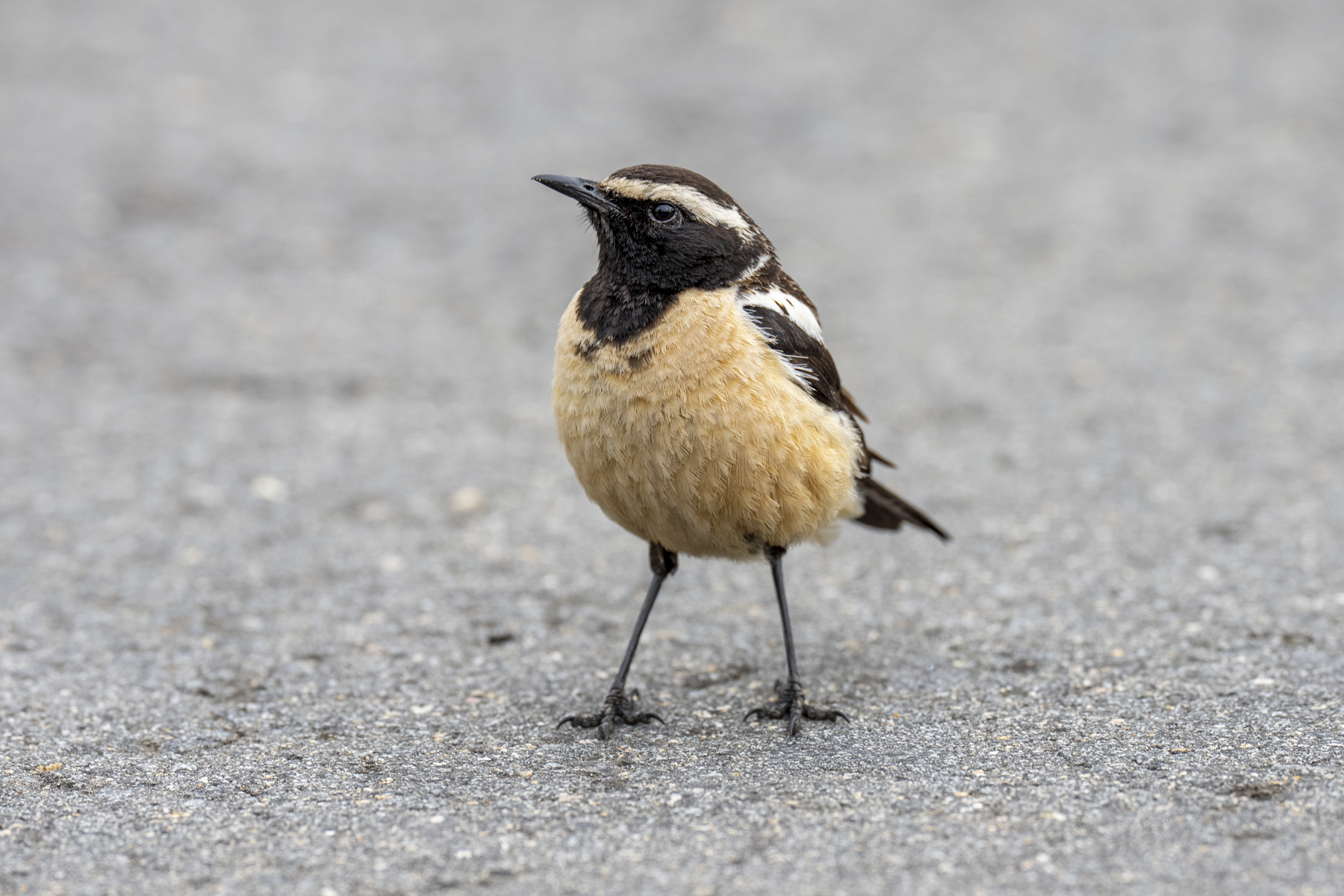 Buff-streaked Chat male (image by Mark Beaman)