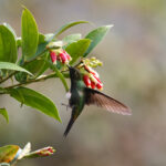Buff-thighed Puffleg (image by Leo Garrigues)