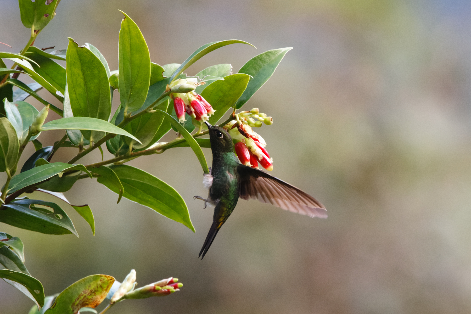 Buff-thighed Puffleg (image by Leo Garrigues)