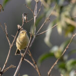 Buff-throated Warbler (image by Dani Balla)