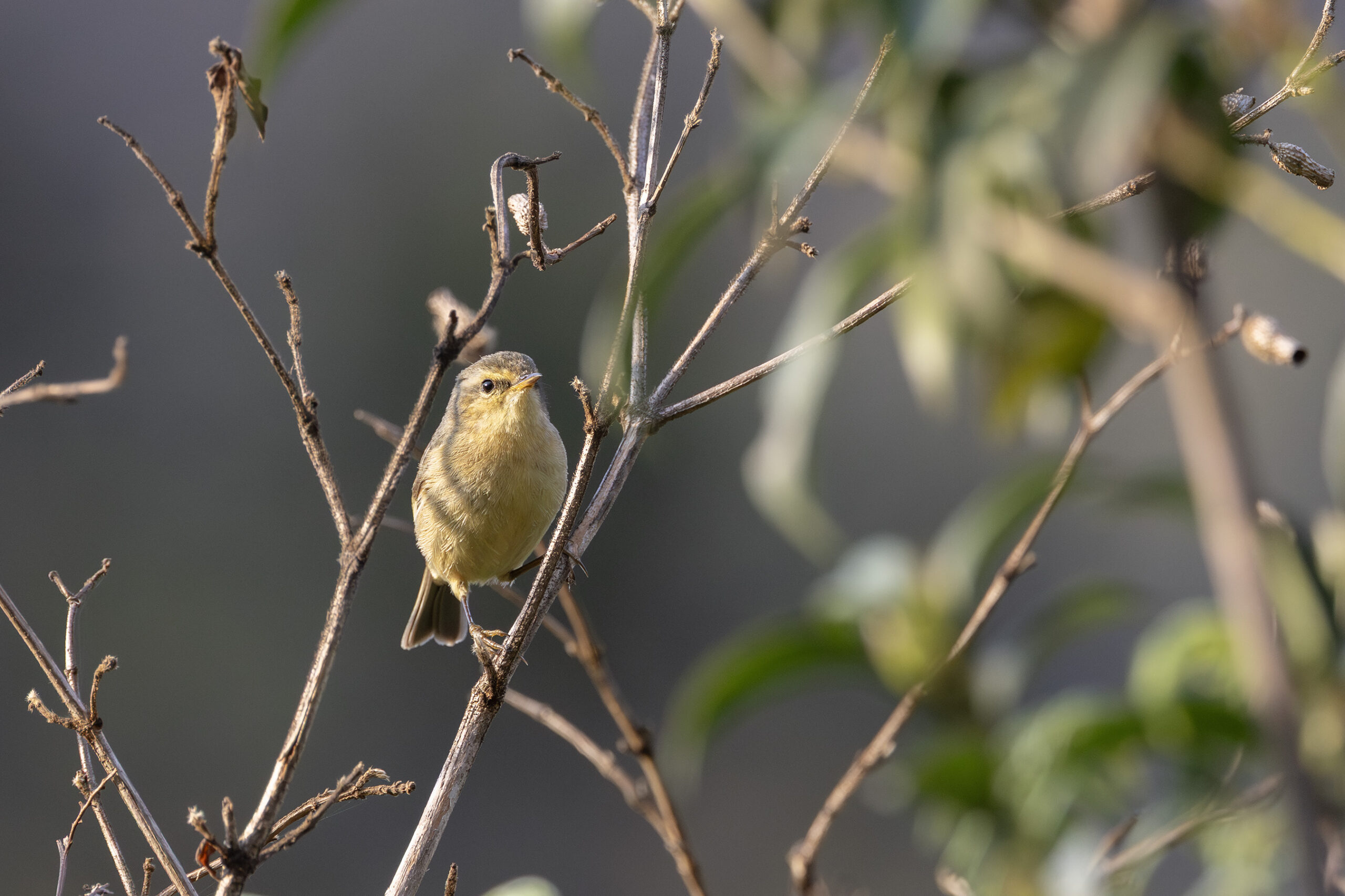 Buff-throated Warbler (image by Dani Balla)