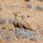 Burchell's Coursers, juvenile and adult (image by Mark Beaman)
