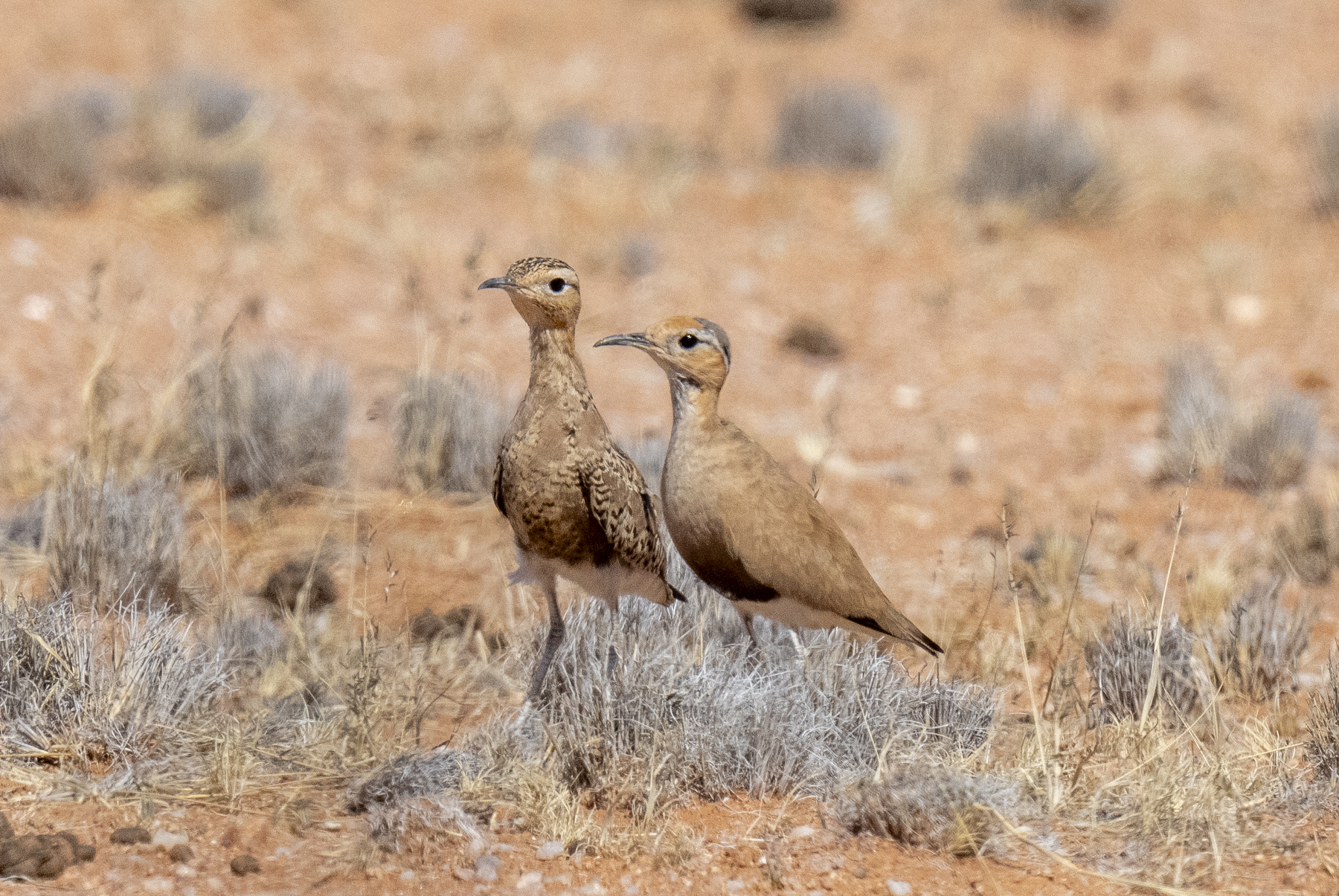 Burchell's Coursers, juvenile and adult (image by Mark Beaman)